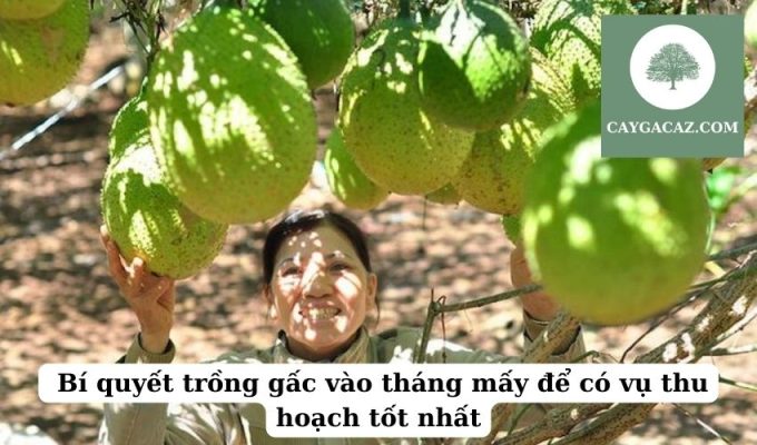  Bí quyết trồng gấc vào tháng mấy để có vụ thu hoạch tốt nhất