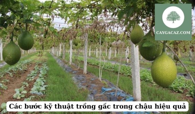 Các bước kỹ thuật trồng gấc trong chậu hiệu quả