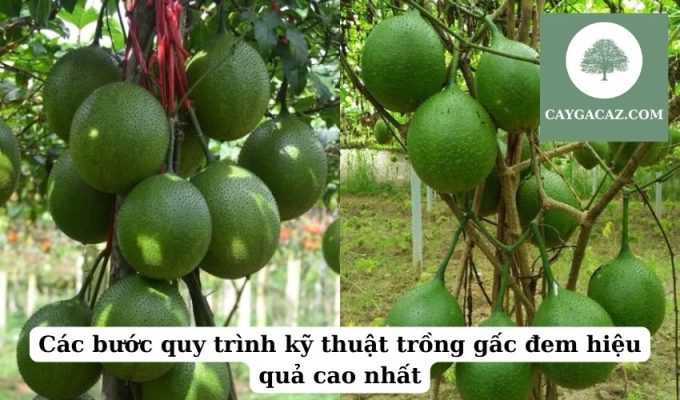 Các bước quy trình kỹ thuật trồng gấc đem hiệu quả cao nhất