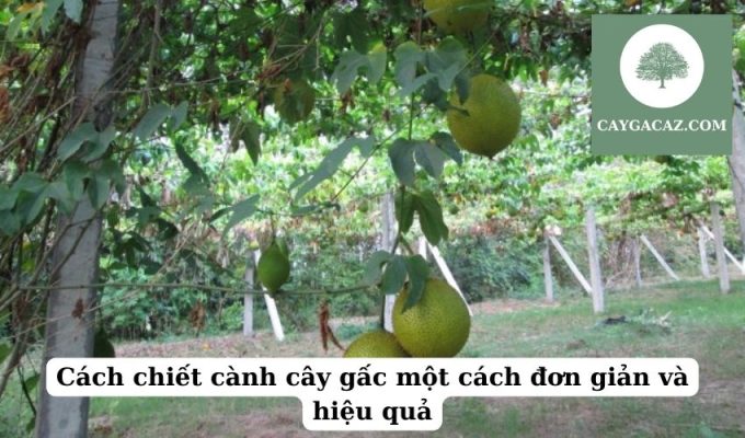 Cách chiết cành cây gấc một cách đơn giản và hiệu quả