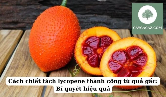 Cách chiết tách lycopene thành công từ quả gấc Bí quyết hiệu quả