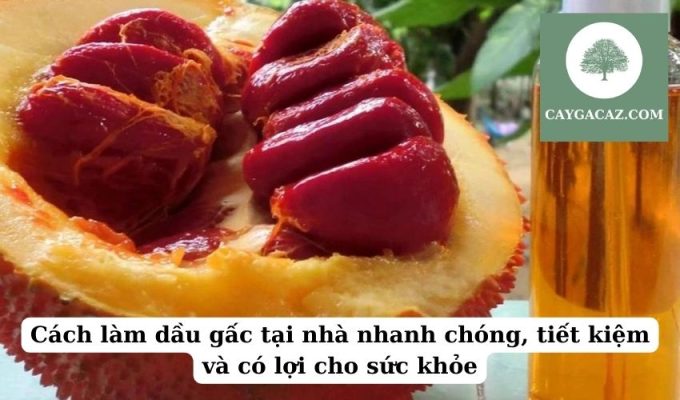 Cách làm dầu gấc tại nhà nhanh chóng, tiết kiệm và có lợi cho sức khỏe