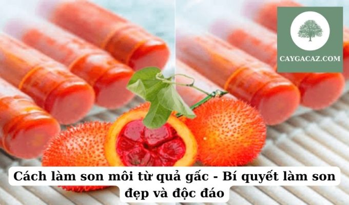 Cách làm son môi từ quả gấc - Bí quyết làm son đẹp và độc đáo