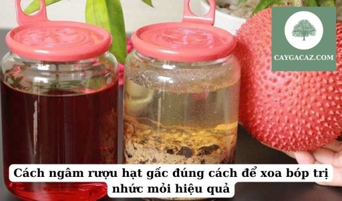 Cách ngâm rượu hạt gấc đúng cách để xoa bóp trị nhức mỏi hiệu quả