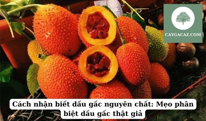 Cách nhận biết dầu gấc nguyên chất Mẹo phân biệt dầu gấc thật giả