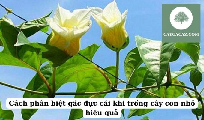 Cách phân biệt gấc đực cái khi trồng cây con nhỏ hiệu quả