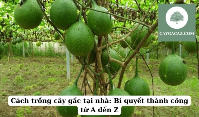 Cách trồng cây gấc tại nhà Bí quyết thành công từ A đến Z