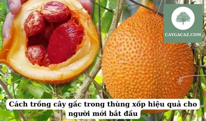 Cách trồng cây gấc trong thùng xốp hiệu quả cho người mới bắt đầu