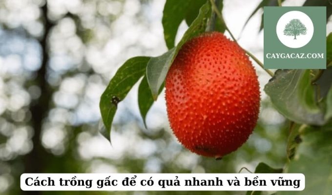 Cách trồng gấc để có quả nhanh và bền vững