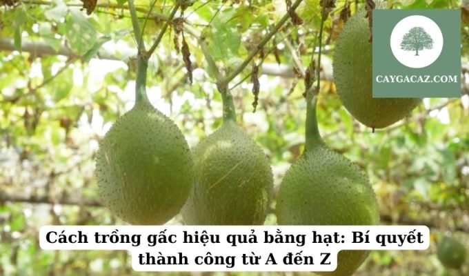 Cách trồng gấc hiệu quả bằng hạt Bí quyết thành công từ A đến Z