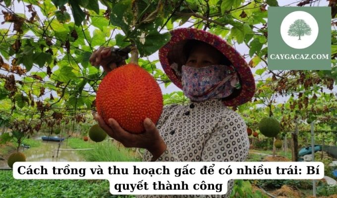 Cách trồng và thu hoạch gấc để có nhiều trái Bí quyết thành công