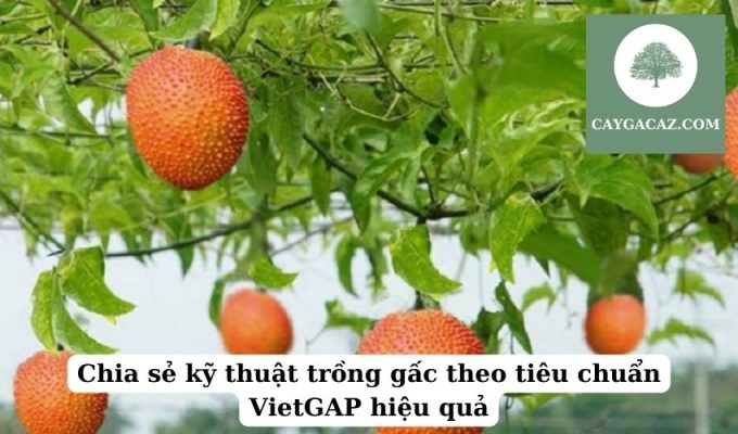 Chia sẻ kỹ thuật trồng gấc theo tiêu chuẩn VietGAP hiệu quả