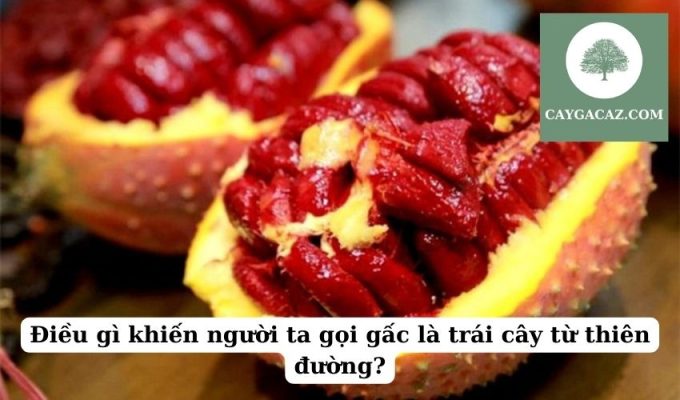 Điều gì khiến người ta gọi gấc là trái cây từ thiên đường