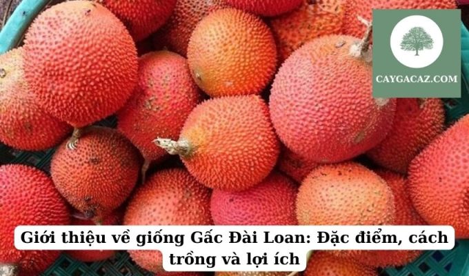 Giới thiệu về giống Gấc Đài Loan Đặc điểm, cách trồng và lợi ích