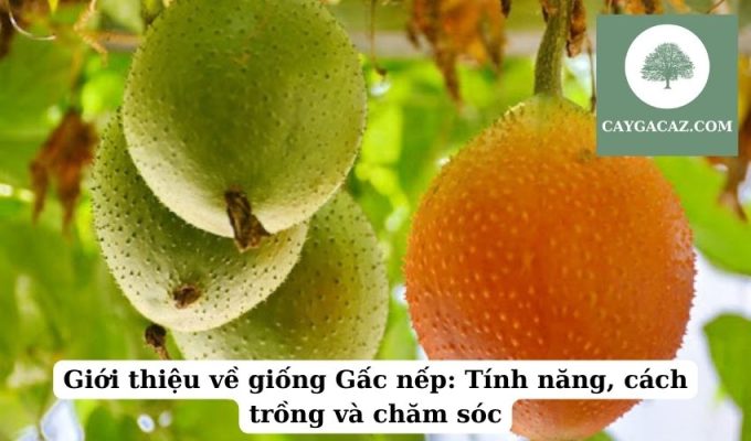 Giới thiệu về giống Gấc nếp Tính năng, cách trồng và chăm sóc