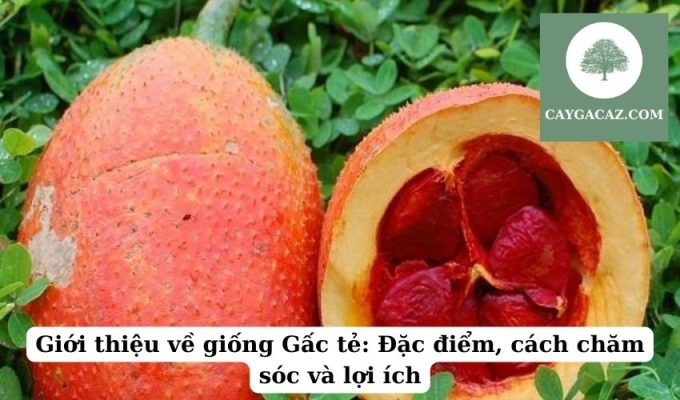 Giới thiệu về giống Gấc tẻ Đặc điểm, cách chăm sóc và lợi ích