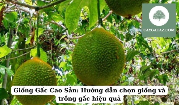 Giống Gấc Cao Sản Hướng dẫn chọn giống và trồng gấc hiệu quả