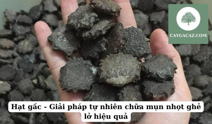 Hạt gấc - Giải pháp tự nhiên chữa mụn nhọt ghẻ lở hiệu quả