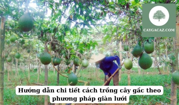 Hướng dẫn chi tiết cách trồng cây gấc theo phương pháp giàn lưới