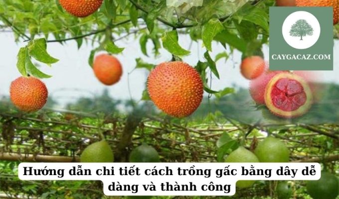 Hướng dẫn chi tiết cách trồng gấc bằng dây dễ dàng và thành công