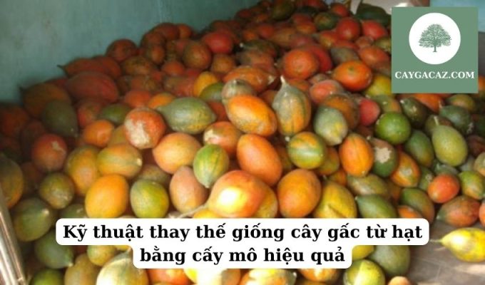 Kỹ thuật thay thế giống cây gấc từ hạt bằng cấy mô hiệu quả