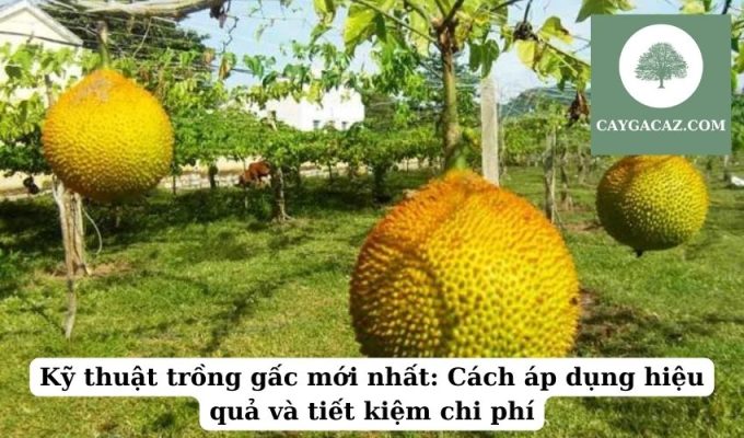 Kỹ thuật trồng gấc mới nhất Cách áp dụng hiệu quả và tiết kiệm chi phí