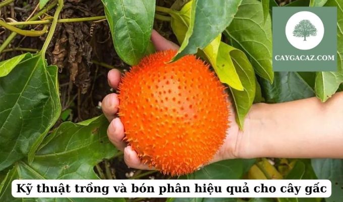 Kỹ thuật trồng và bón phân hiệu quả cho cây gấc