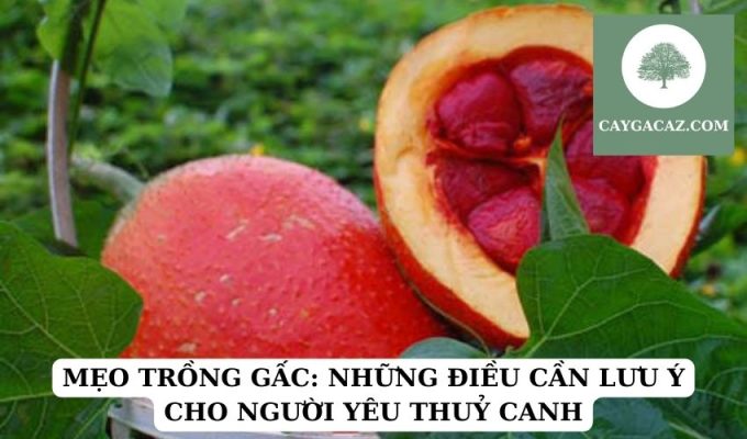 MẸO TRỒNG GẤC NHỮNG ĐIỀU CẦN LƯU Ý CHO NGƯỜI YÊU THUỶ CANH