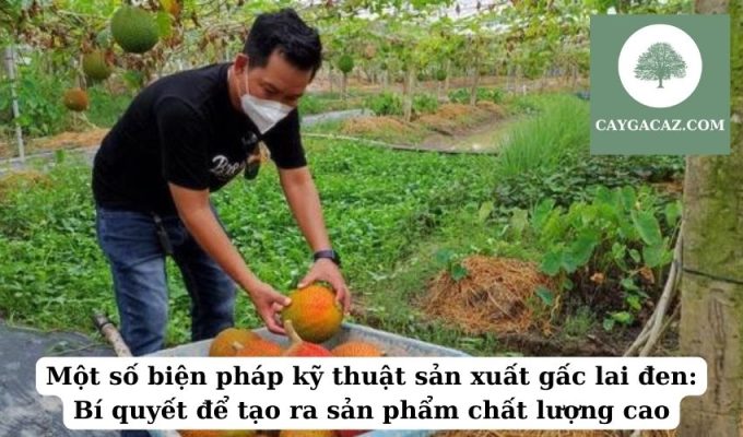 Một số biện pháp kỹ thuật sản xuất gấc lai đen Bí quyết để tạo ra sản phẩm chất lượng cao