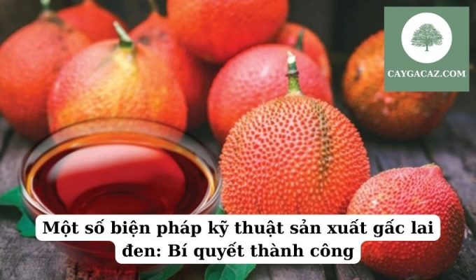 Một số biện pháp kỹ thuật sản xuất gấc lai đen Bí quyết thành công