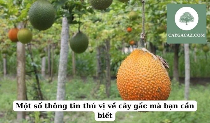 Một số thông tin thú vị về cây gấc mà bạn cần biết