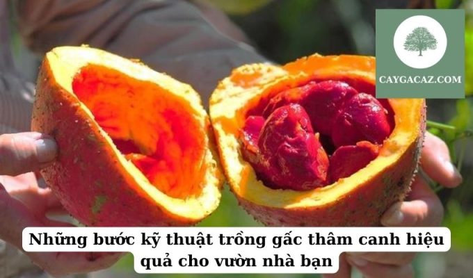 Những bước kỹ thuật trồng gấc thâm canh hiệu quả cho vườn nhà bạn