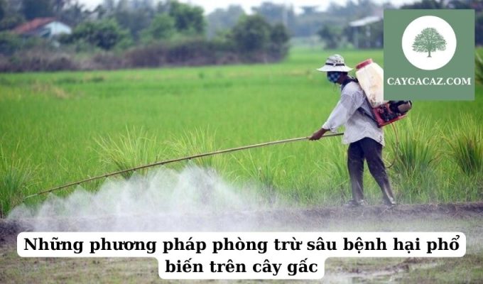 Những phương pháp phòng trừ sâu bệnh hại phổ biến trên cây gấc