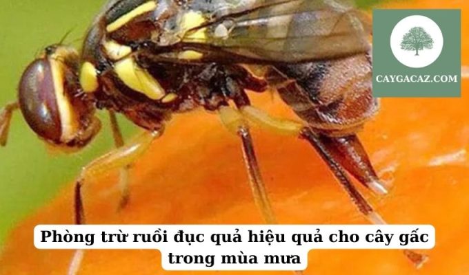 Phòng trừ ruồi đục quả hiệu quả cho cây gấc trong mùa mưa