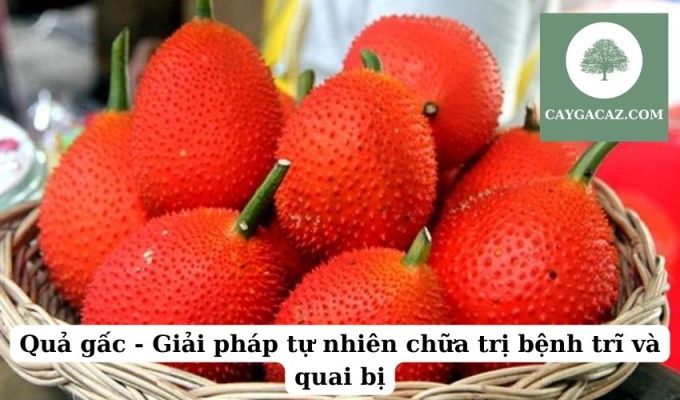 Quả gấc - Giải pháp tự nhiên chữa trị bệnh trĩ và quai bị