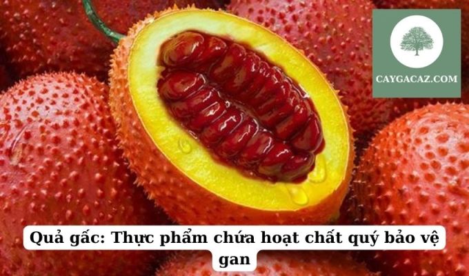 Quả gấc Thực phẩm chứa hoạt chất quý bảo vệ gan