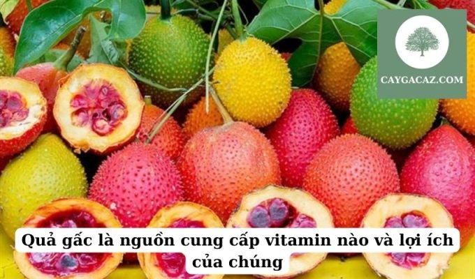 Quả gấc là nguồn cung cấp vitamin nào và lợi ích của chúng