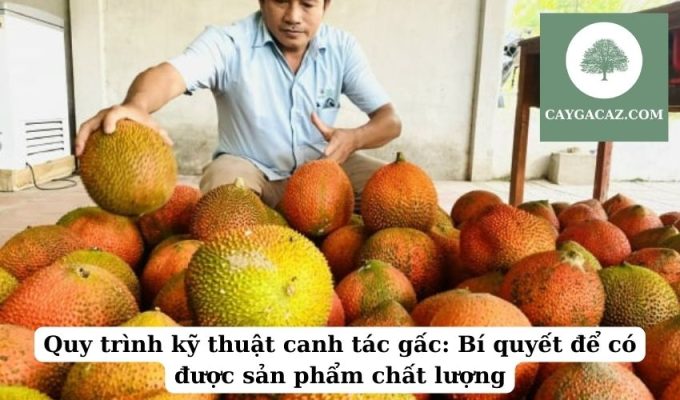 Quy trình kỹ thuật canh tác gấc Bí quyết để có được sản phẩm chất lượng