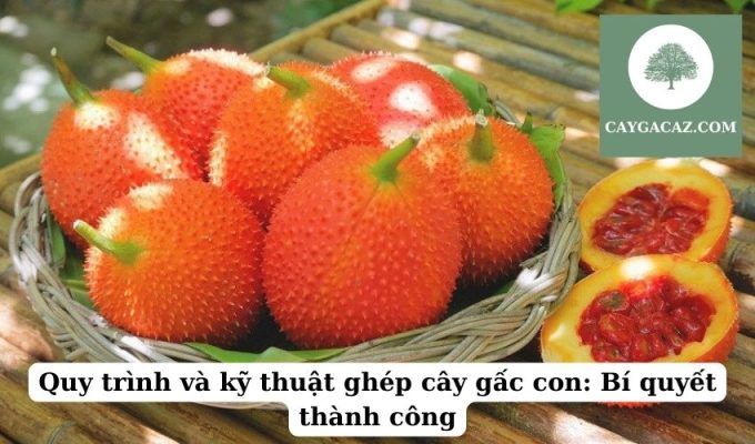 Quy trình và kỹ thuật ghép cây gấc con Bí quyết thành công