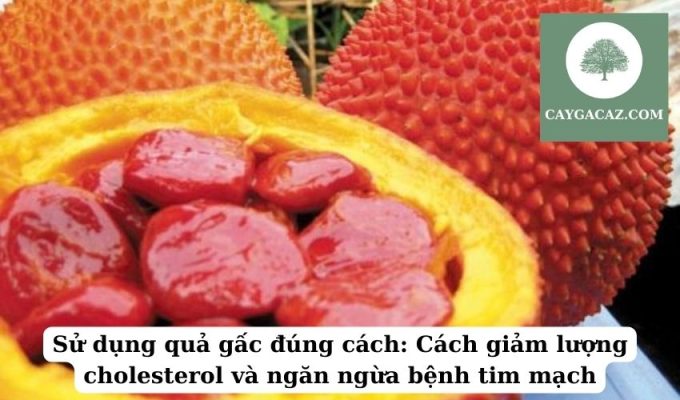 Sử dụng quả gấc đúng cách Cách giảm lượng cholesterol và ngăn ngừa bệnh tim mạch