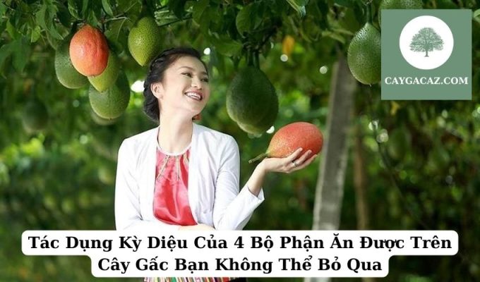 Tác Dụng Kỳ Diệu Của 4 Bộ Phận Ăn Được Trên Cây Gấc Bạn Không Thể Bỏ Qua