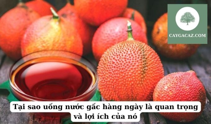 Tại sao uống nước gấc hàng ngày là quan trọng và lợi ích của nó