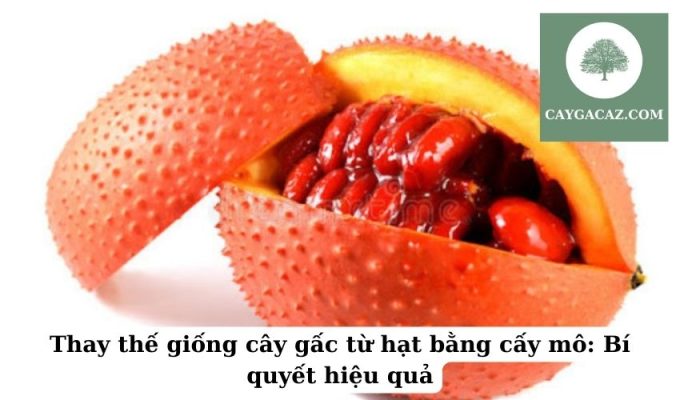 Thay thế giống cây gấc từ hạt bằng cấy mô Bí quyết hiệu quả