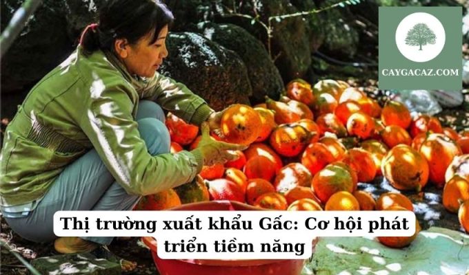 Thị trường xuất khẩu Gấc Cơ hội phát triển tiềm năng