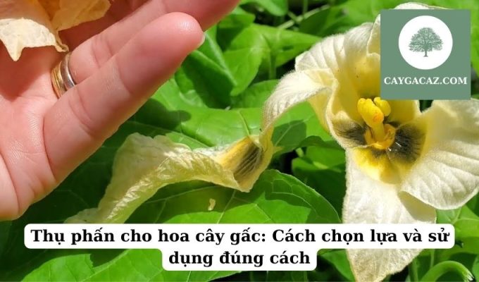 Thụ phấn cho hoa cây gấc Cách chọn lựa và sử dụng đúng cách