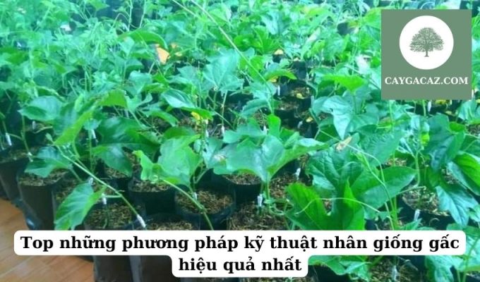 Top những phương pháp kỹ thuật nhân giống gấc hiệu quả nhất